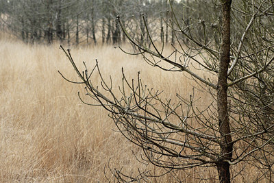 BUITEN BEELD Foto: 110984