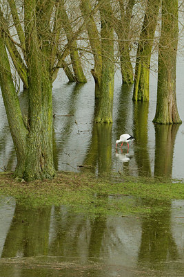 BUITEN BEELD Foto: 111034