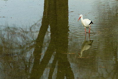 BUITEN BEELD Foto: 111039