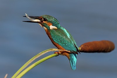 BUITEN BEELD Foto: 111061