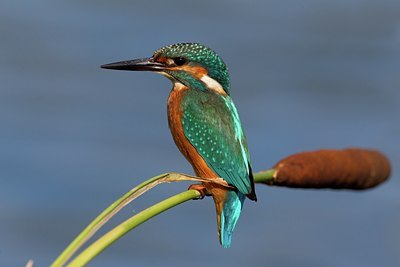 BUITEN BEELD Foto: 111063