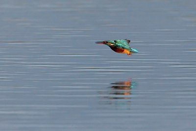 BUITEN BEELD Foto: 111071