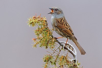 BUITEN BEELD Foto: 111110