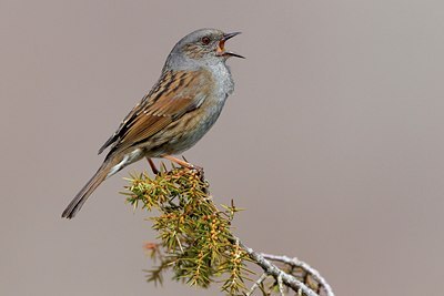 BUITEN BEELD Foto: 111112