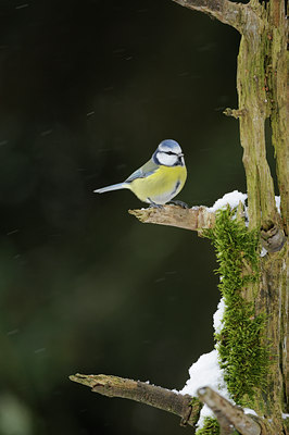BUITEN BEELD Foto: 111165