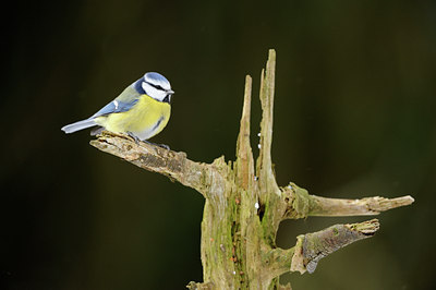 BUITEN BEELD Foto: 111172