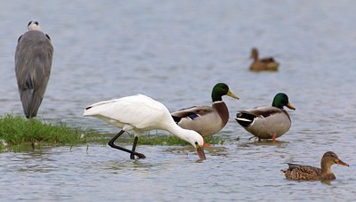 BUITEN BEELD Foto: 111181