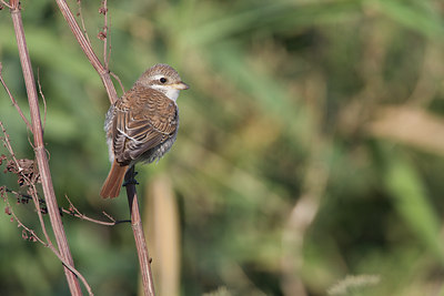 BUITEN BEELD Foto: 111223