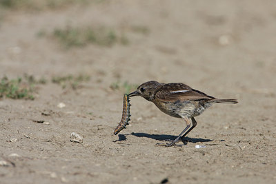 BUITEN BEELD Foto: 111242