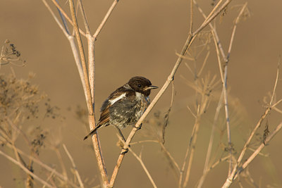 BUITEN BEELD Foto: 111255