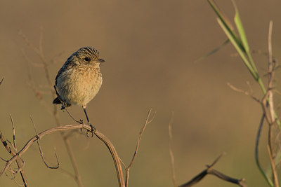 BUITEN BEELD Foto: 111259