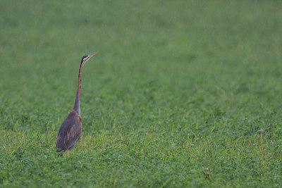BUITEN BEELD Foto: 111283