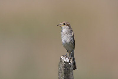 BUITEN BEELD Foto: 111286