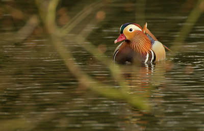 BUITEN BEELD Foto: 111356