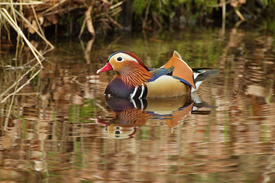 BUITEN BEELD Foto: 111360