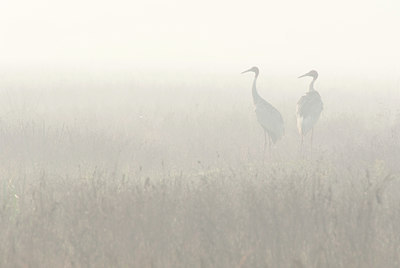 BUITEN BEELD Foto: 111426