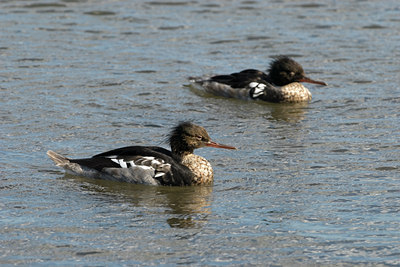 BUITEN BEELD Foto: 111431