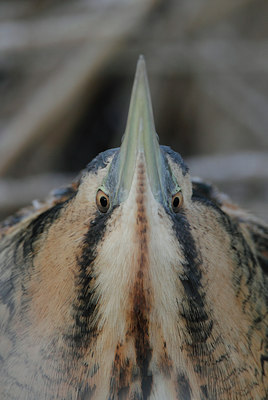 BUITEN BEELD Foto: 111451