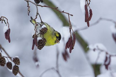BUITEN BEELD Foto: 111498