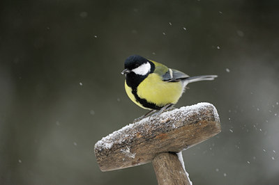 BUITEN BEELD Foto: 111510