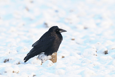 BUITEN BEELD Foto: 111514