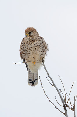 BUITEN BEELD Foto: 111516