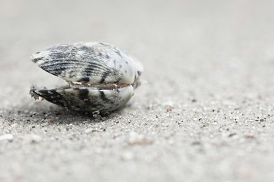 BUITEN BEELD Foto: 111525