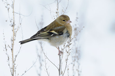 BUITEN BEELD Foto: 111546
