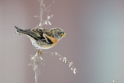 BUITEN BEELD Foto: 111547