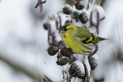BUITEN BEELD Foto: 111552