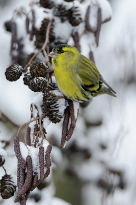 BUITEN BEELD Foto: 111553