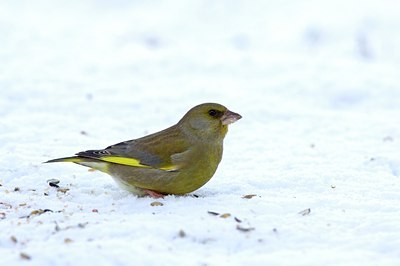 BUITEN BEELD Foto: 111683