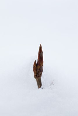 BUITEN BEELD Foto: 111725