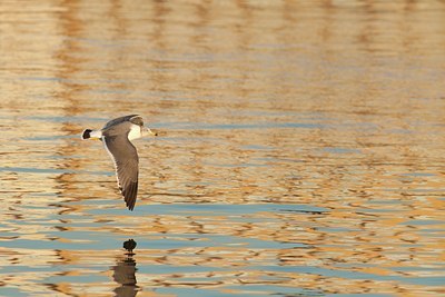 BUITEN BEELD Foto: 111742