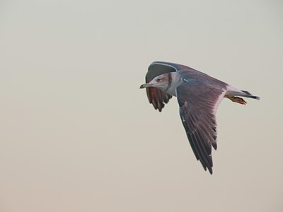 BUITEN BEELD Foto: 111744
