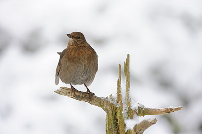 BUITEN BEELD Foto: 111764