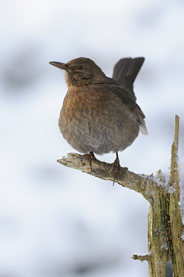 BUITEN BEELD Foto: 111771