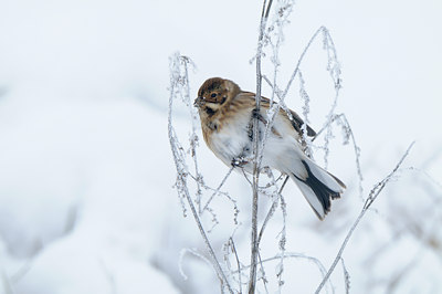 BUITEN BEELD Foto: 111777