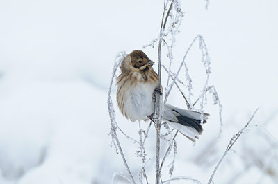 BUITEN BEELD Foto: 111778