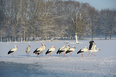 BUITEN BEELD Foto: 111853