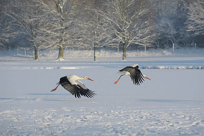 BUITEN BEELD Foto: 111856