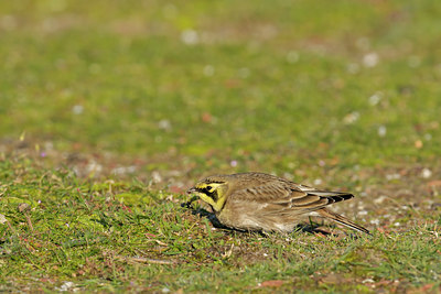 BUITEN BEELD Foto: 111867