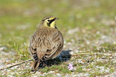 BUITEN BEELD Foto: 111868