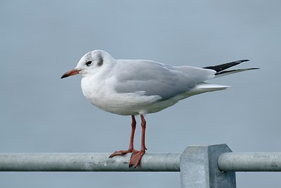 BUITEN BEELD Foto: 111879