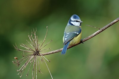 BUITEN BEELD Foto: 111881