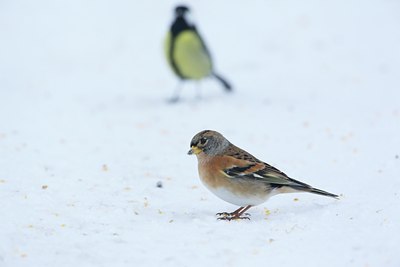 BUITEN BEELD Foto: 111922