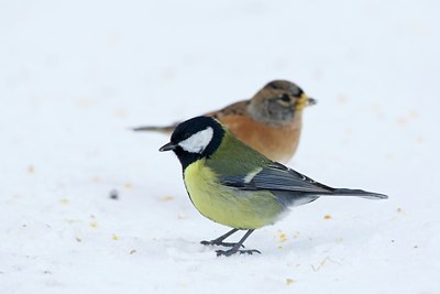 BUITEN BEELD Foto: 111923