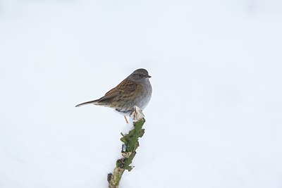 BUITEN BEELD Foto: 111931