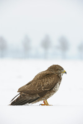 BUITEN BEELD Foto: 111994