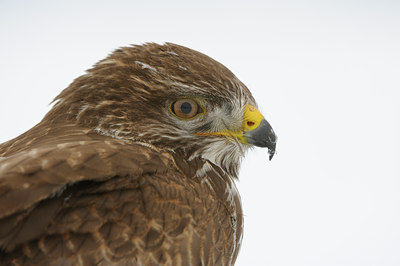 BUITEN BEELD Foto: 111996
